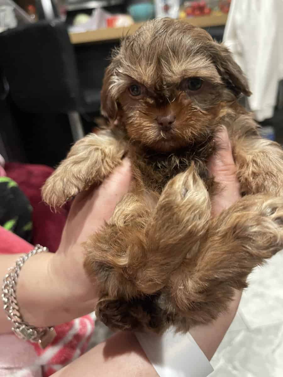Tcup yorky image 4