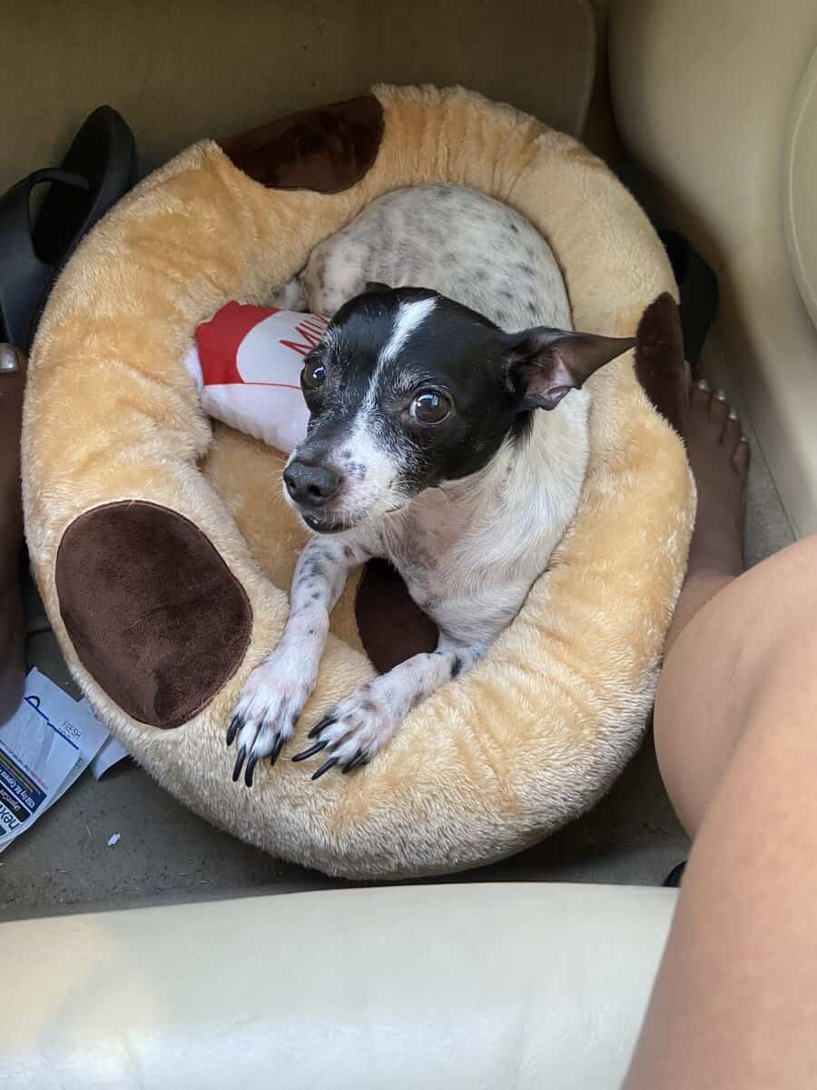 Senior dog needs new home image 1