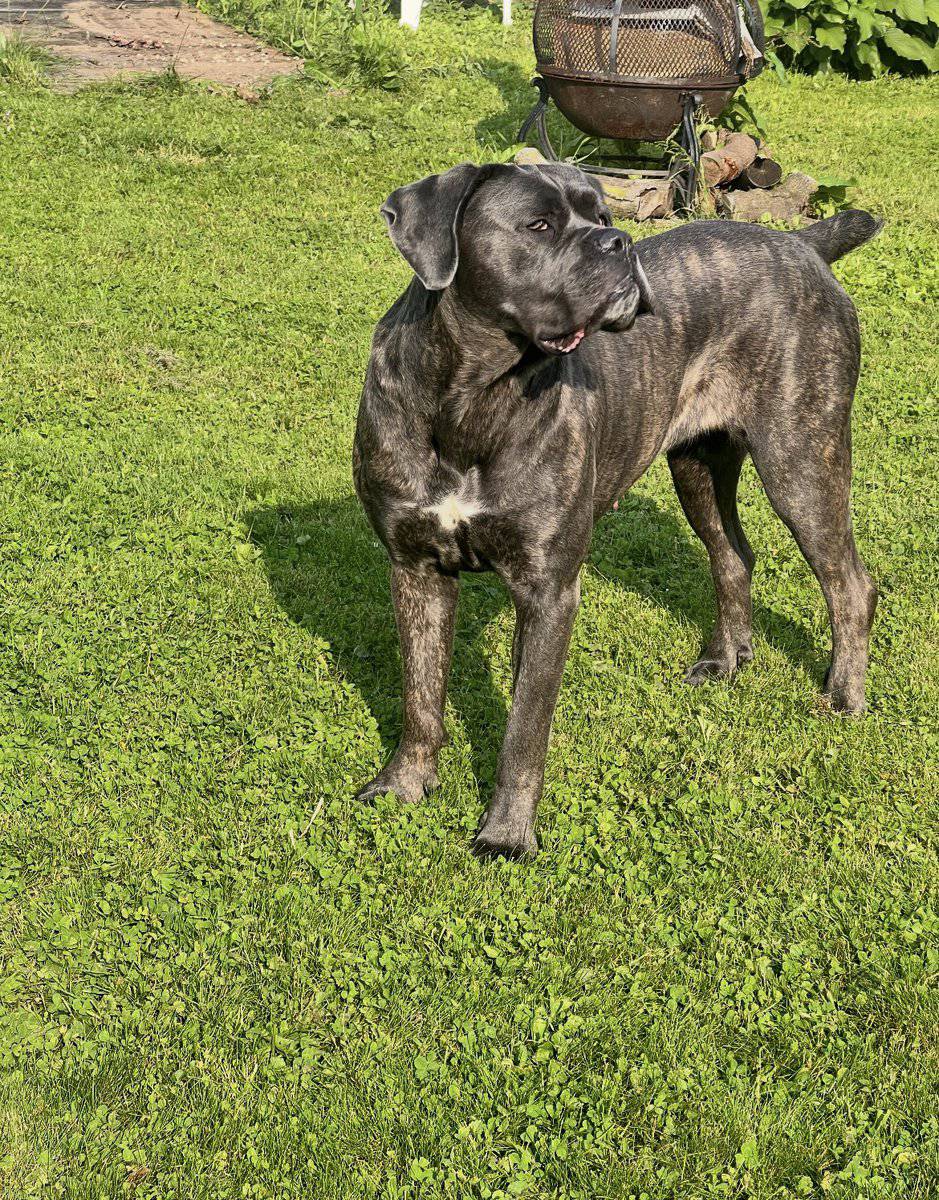 Energetic Female Cane Corso image 1