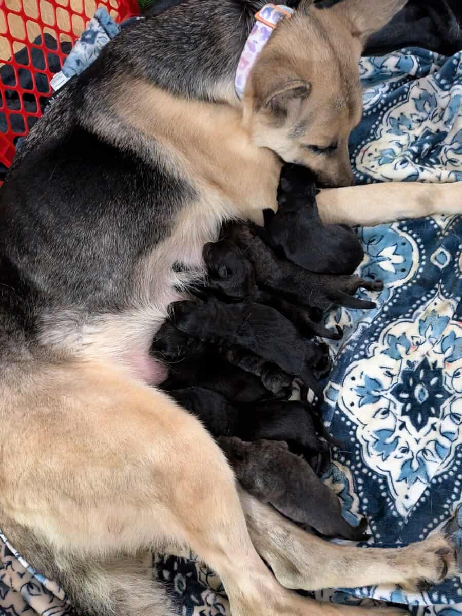 Black shepherd pups image 6