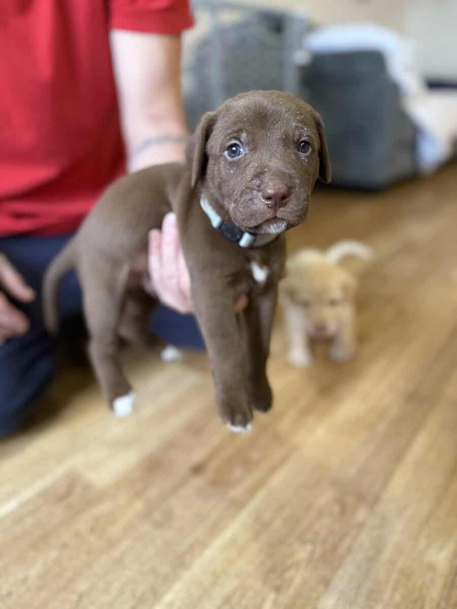 Looking for their furever homes! image 12