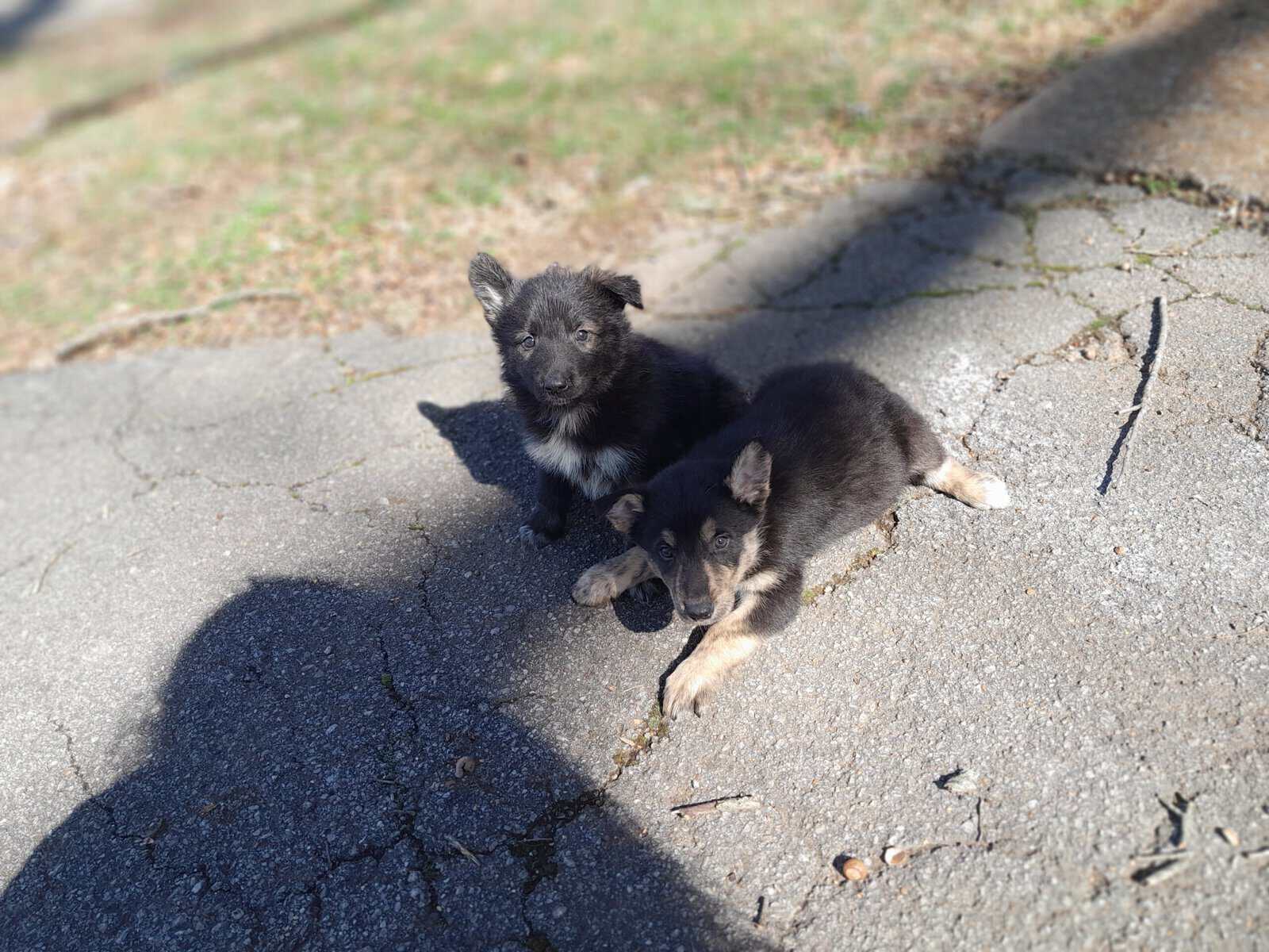 German sheperd/husky mix puppies ready to be rehom image 1