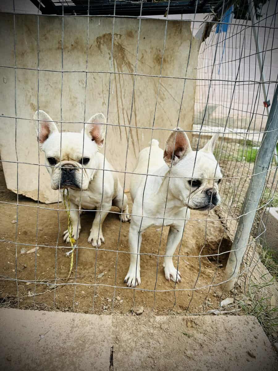 2 White Frenchies for Sale image 6