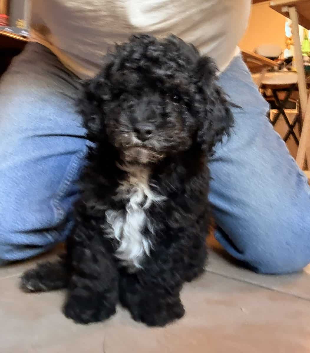 CKC Toy Poodles image 1