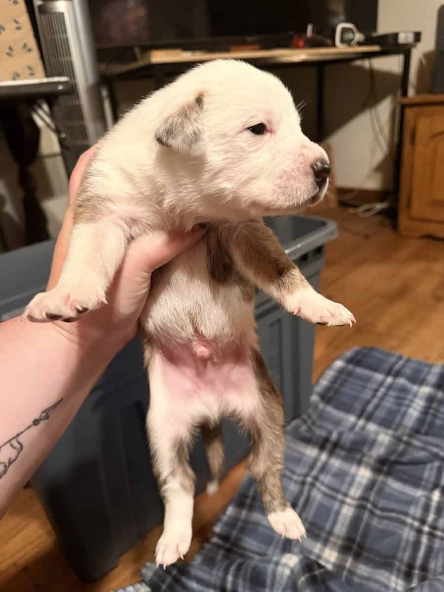 Male Puppies image 6