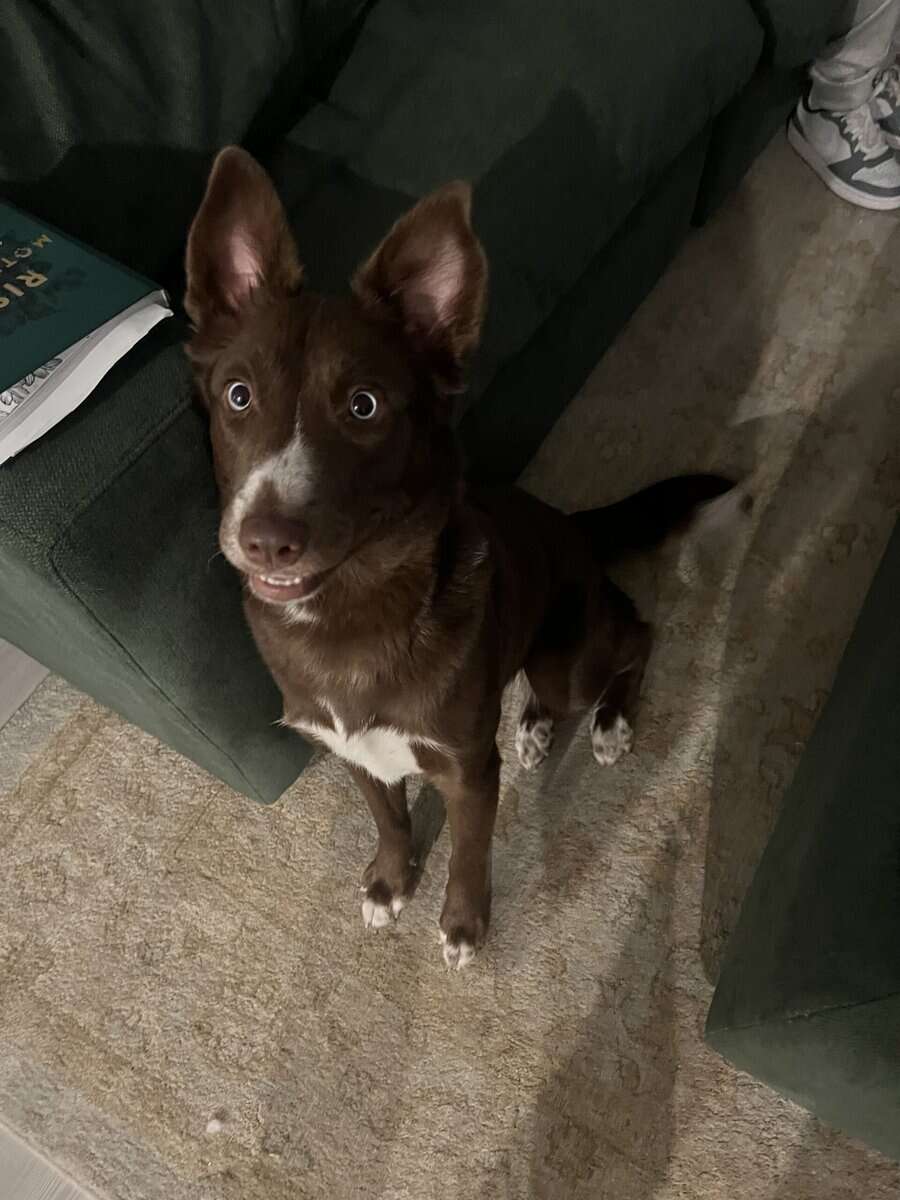 Husky image 3