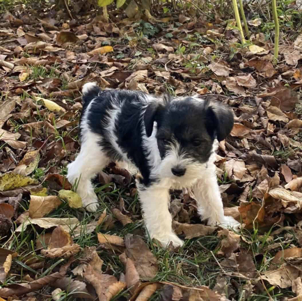 Miniature Schnauzer image 2