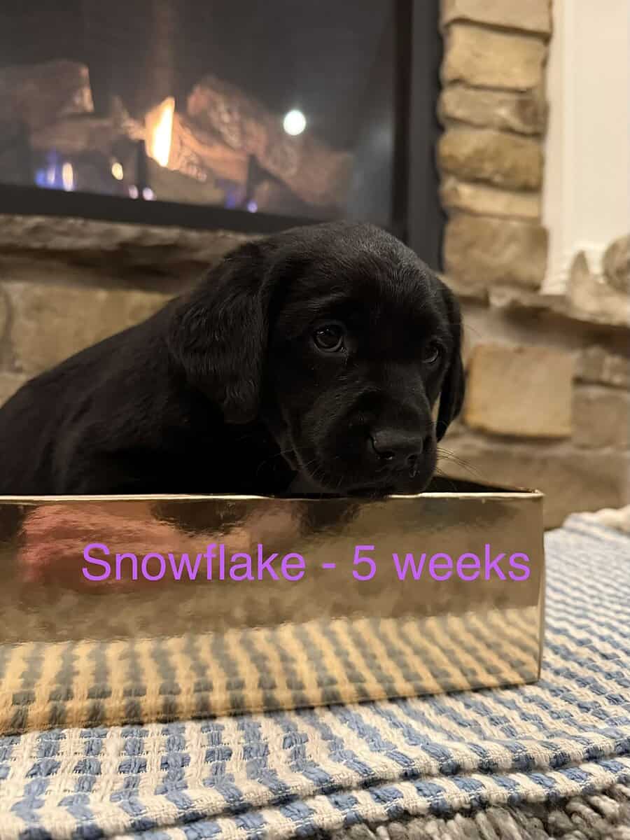 3 Black Female Labrador Retriever Puppies image 3