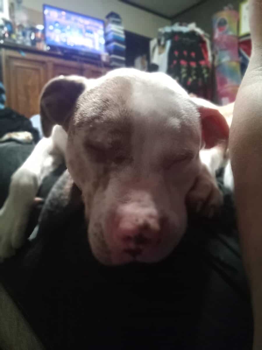 Merle Female Pitbull image 2