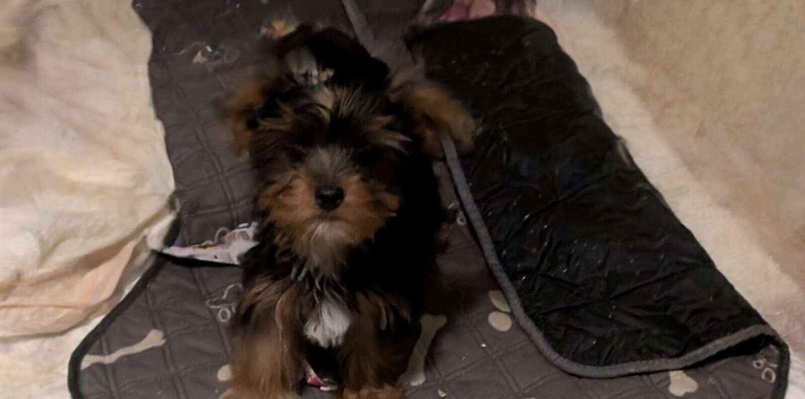 Adorable Party yorkies image 1