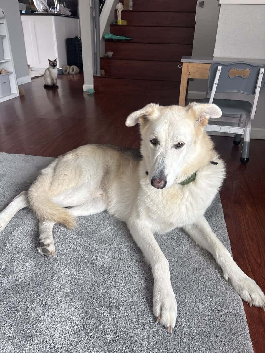 Smart Loving German Shepherd/Husk image 1