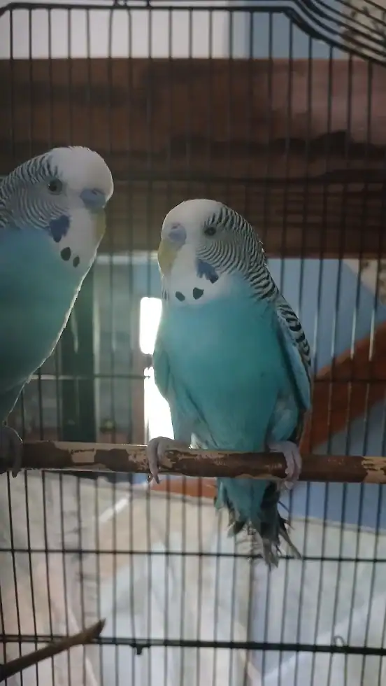 CottonCandy & Blueberry - 2 cute budgie siblings image 3