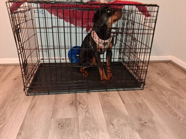 7 Month Old German Rottweiler Puppy - With Papers image 1