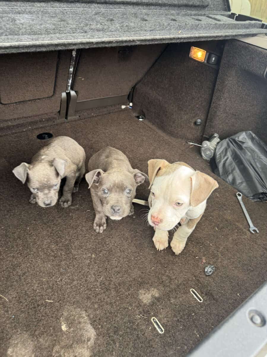 Rehoming staffy puppies image 1