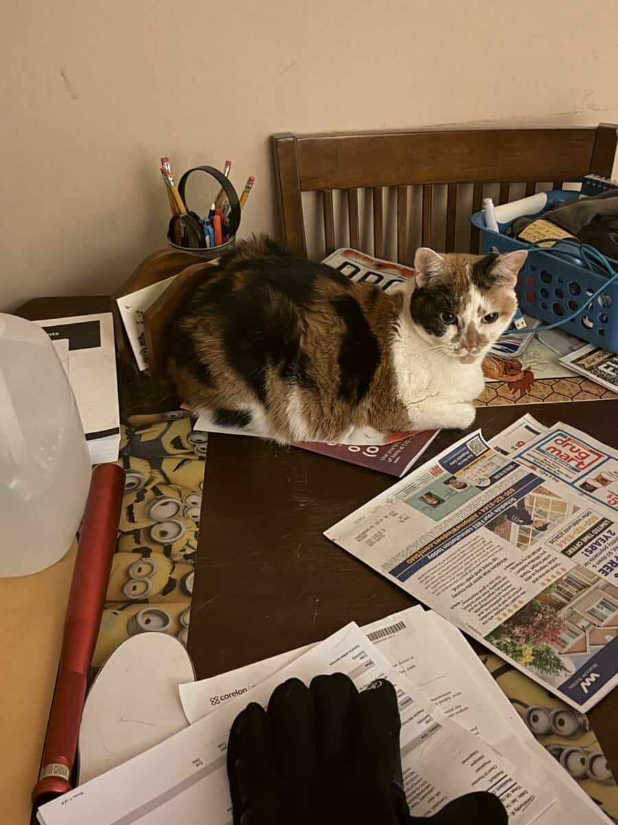 Re-homing a senior Calico cat. image 2