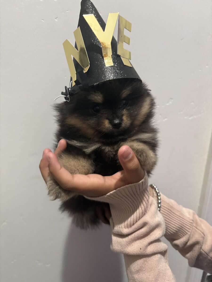 Pomeranian pups image 3