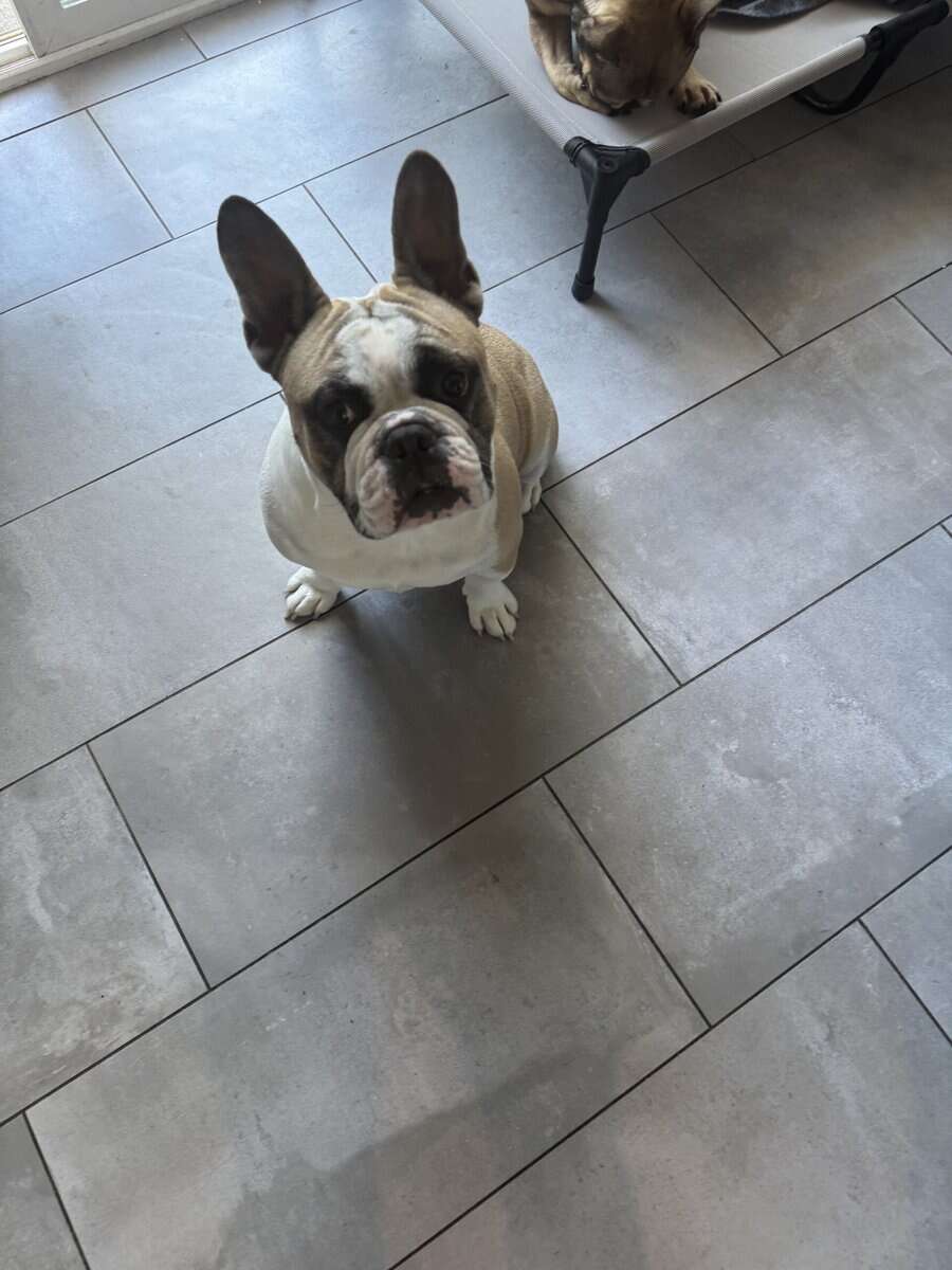 Male Frenchie 2.5 years old image 1