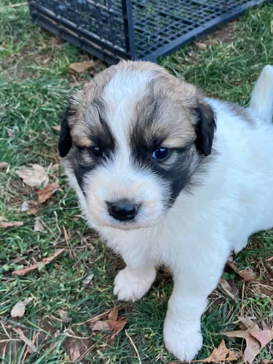 Great Pyrenees mix puppies! image 3