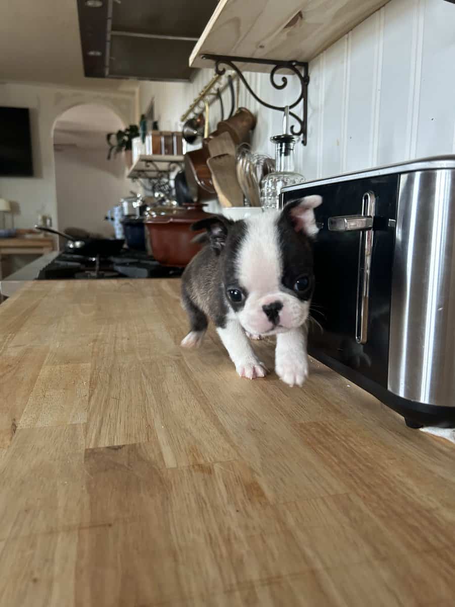 Bugg Puppies image 1