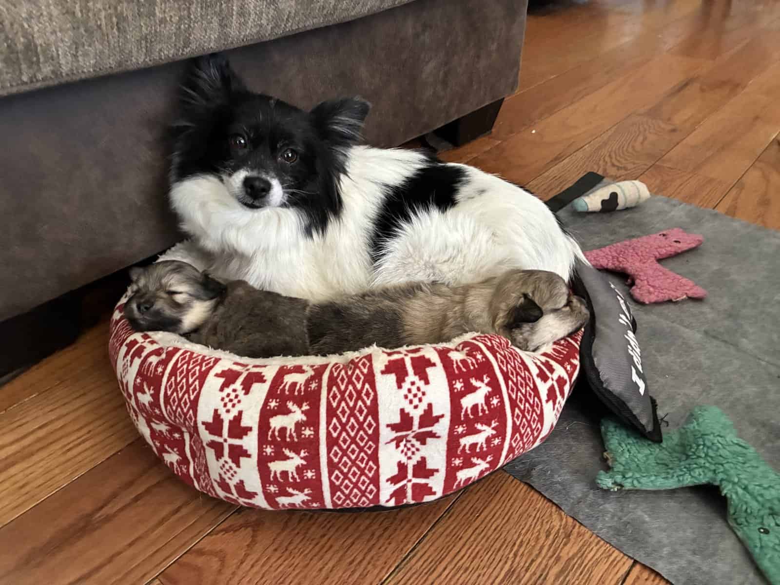 Browns Pomeranian pups image 4
