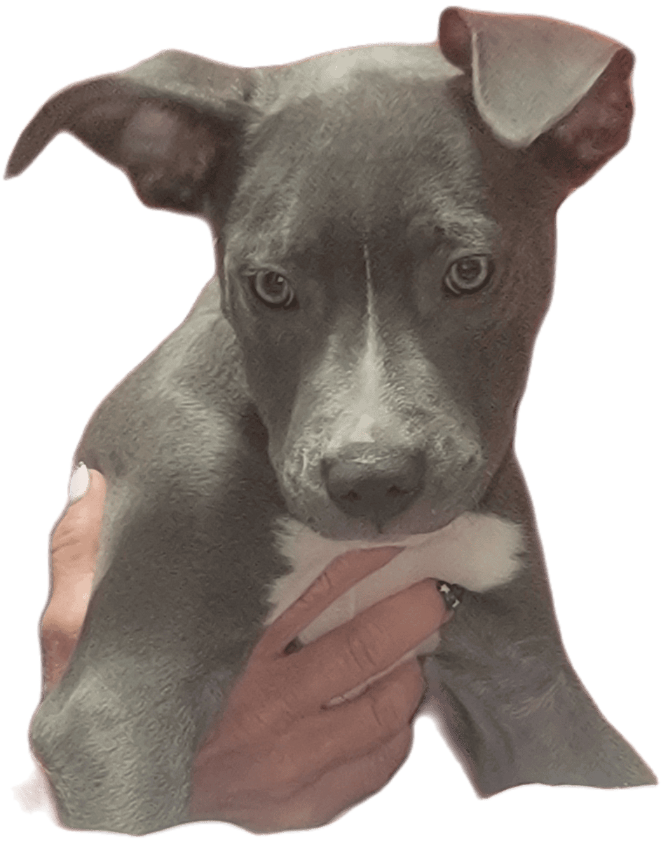 REHOMING FEMALE PITBULL PUP image 1