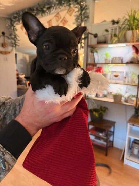 🐾 Miniature French Bulldog Puppies – 9 Weeks Old image 12