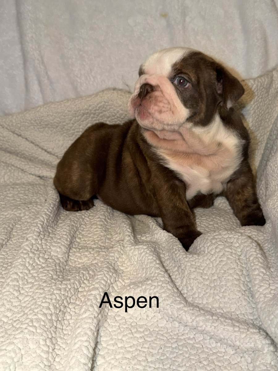 🐾 **Adorable English Bulldog Puppies ** 🐾 image 5
