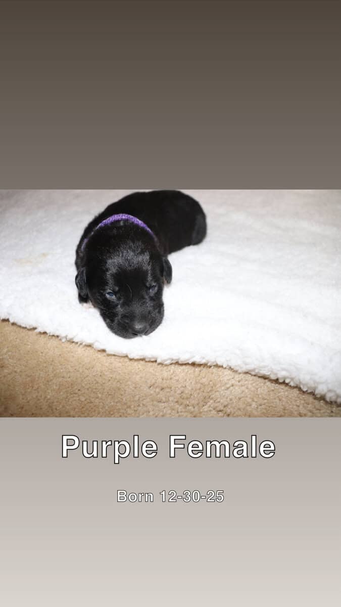 Puppies for sale image 6