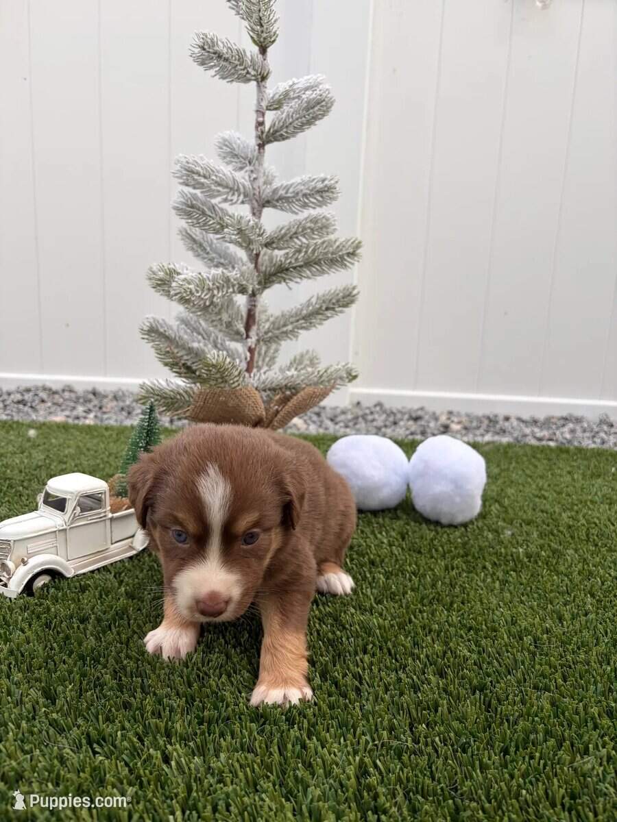 Red Tri - Mini Australian Shepard image 1