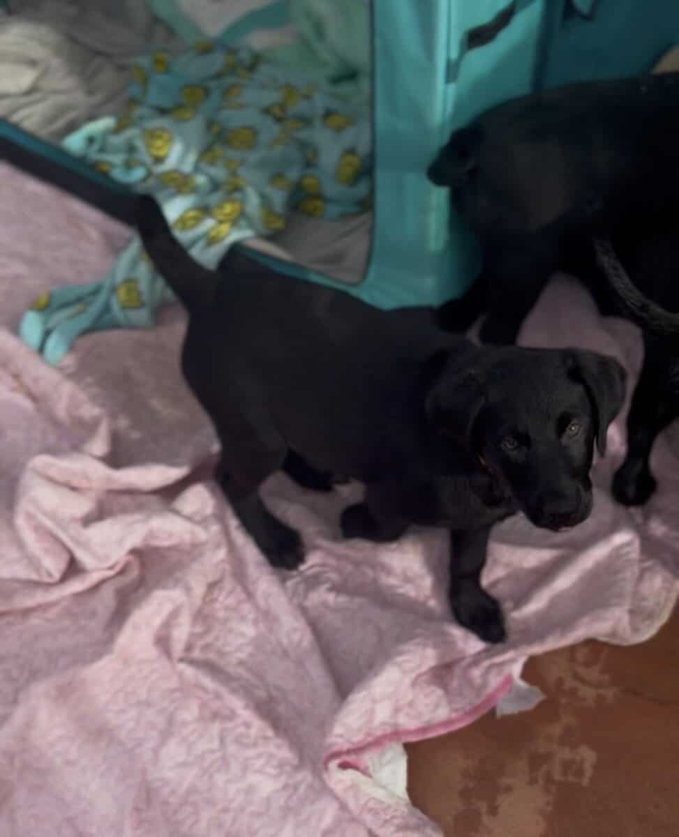 Female American Black Labrador Puppy image 6