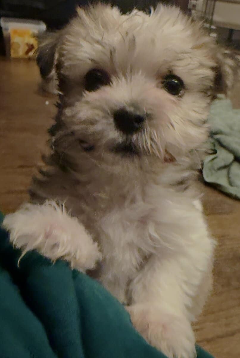 Havashire Male Puppies Perfect Companion image 2