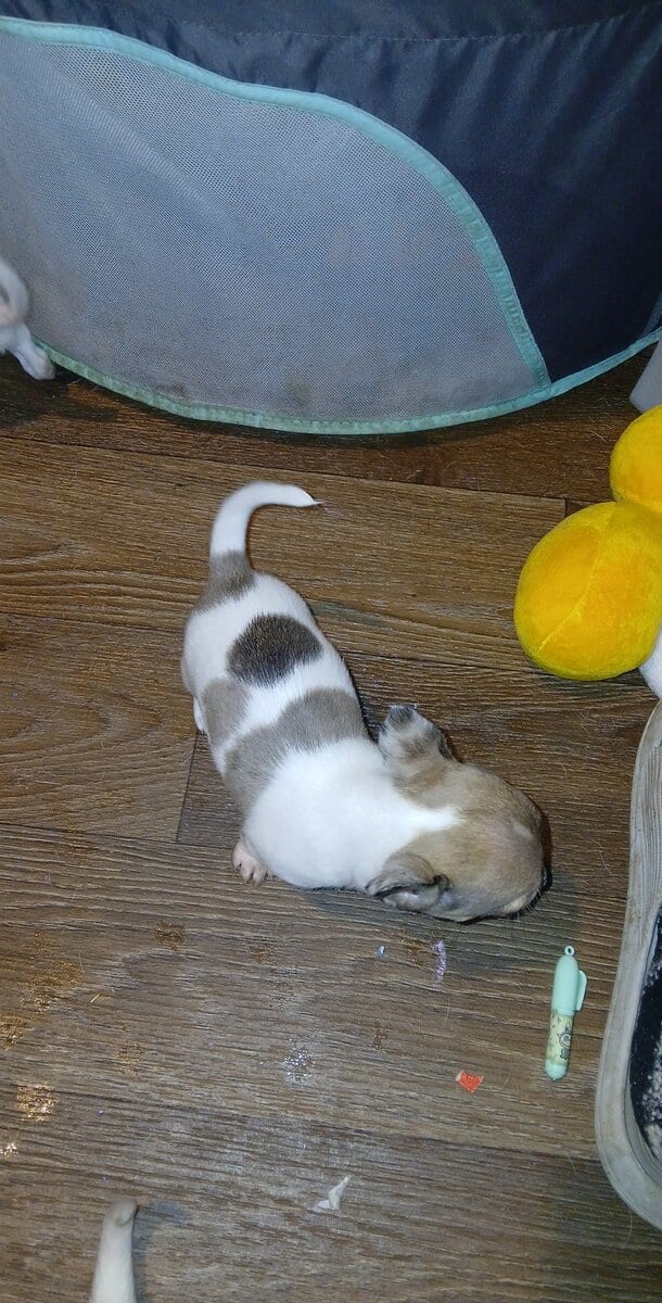 Stunning different colors merle piebald male chihu image 16