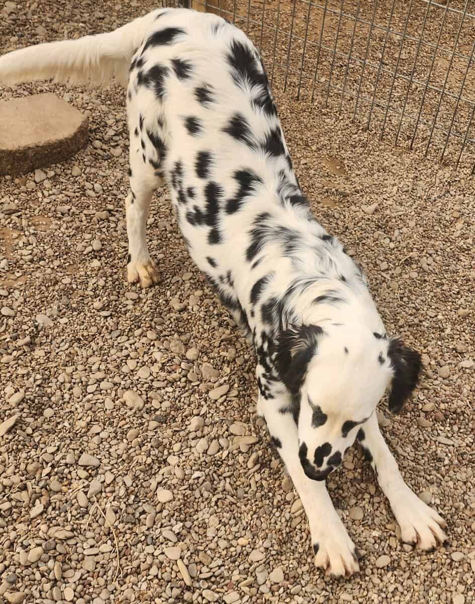 Lucy's Longcoat Lua Boy image 6