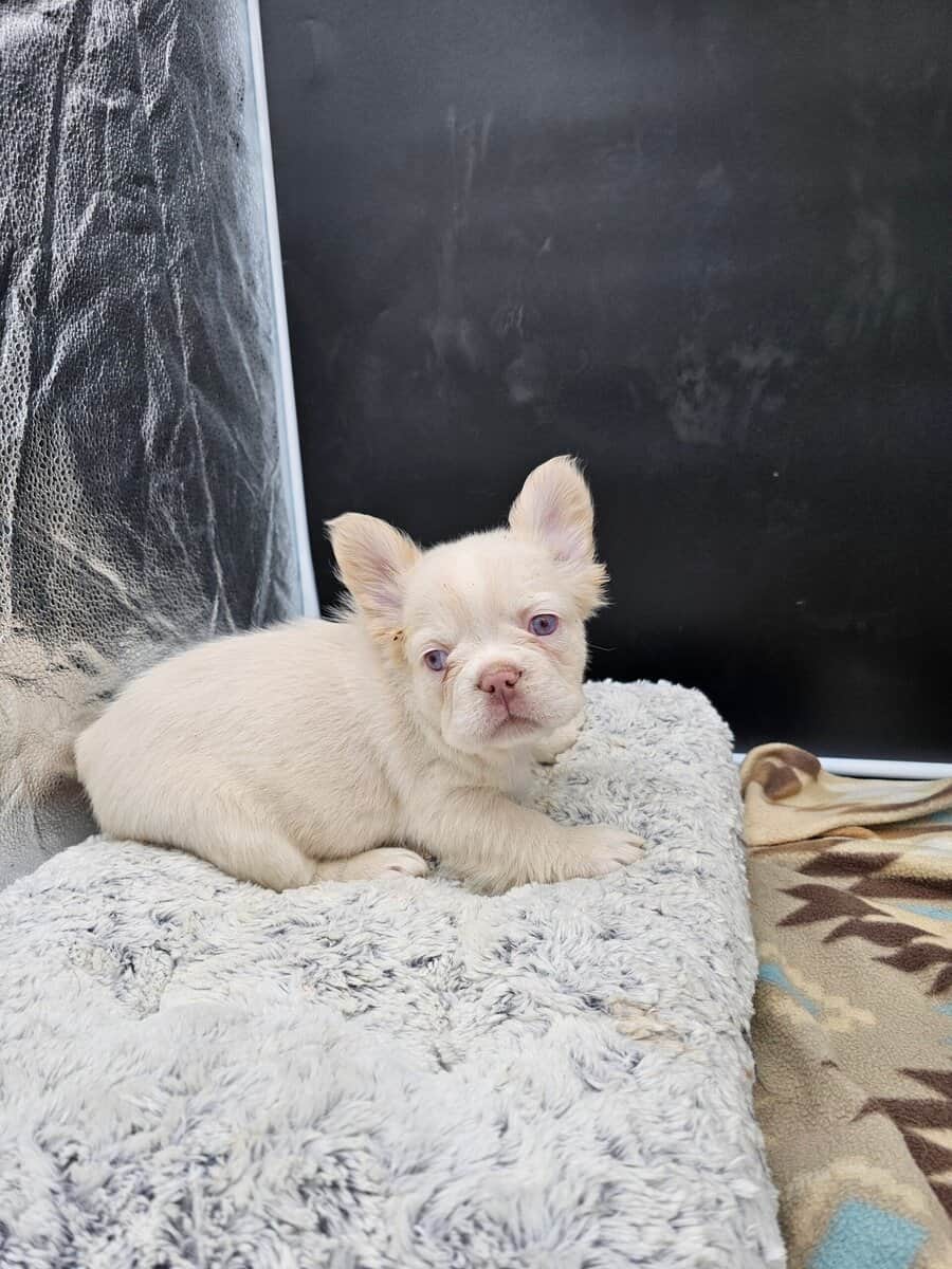 frenchie puppies looking for home image 4