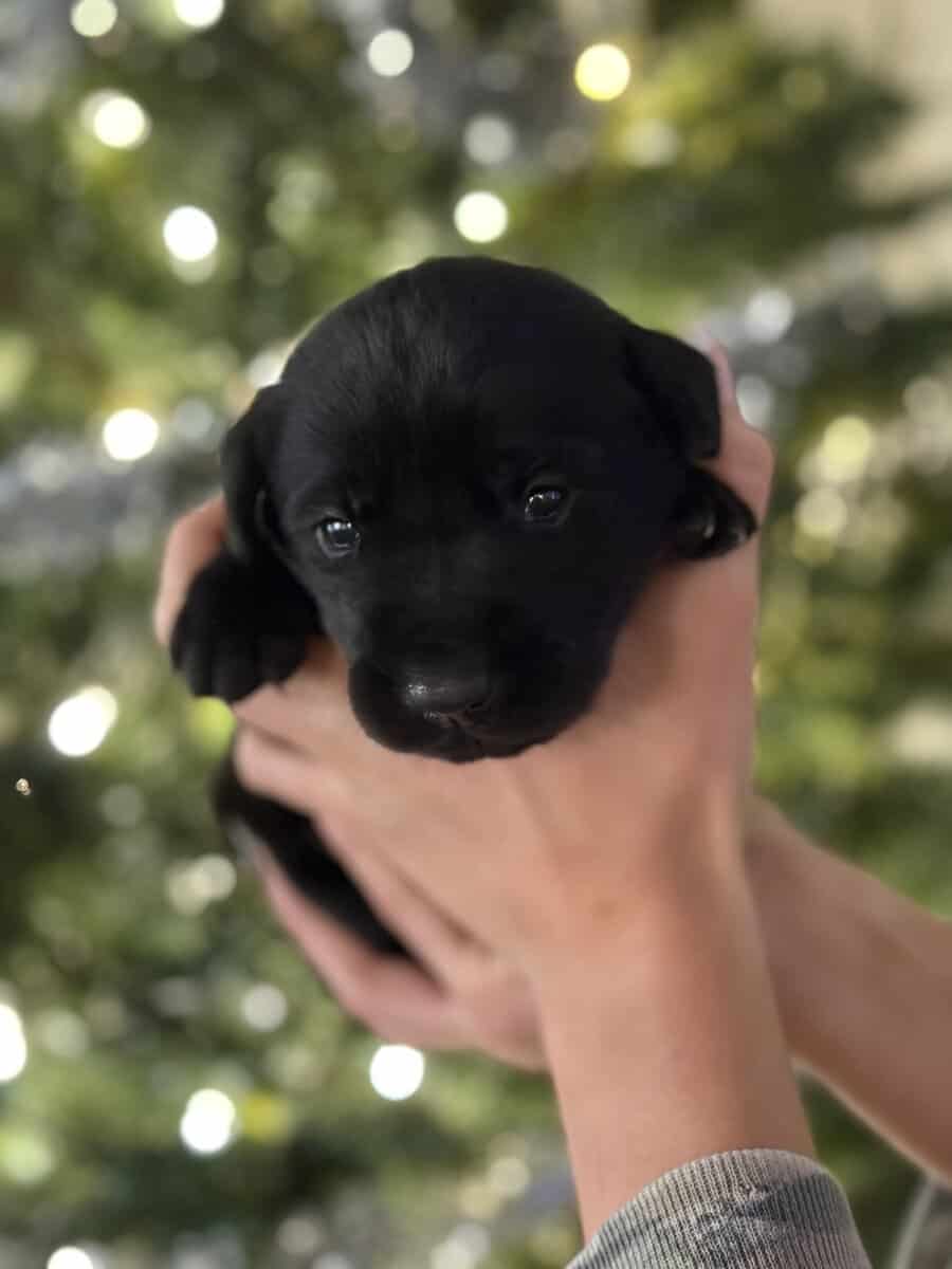 Labrador retrievers image 4