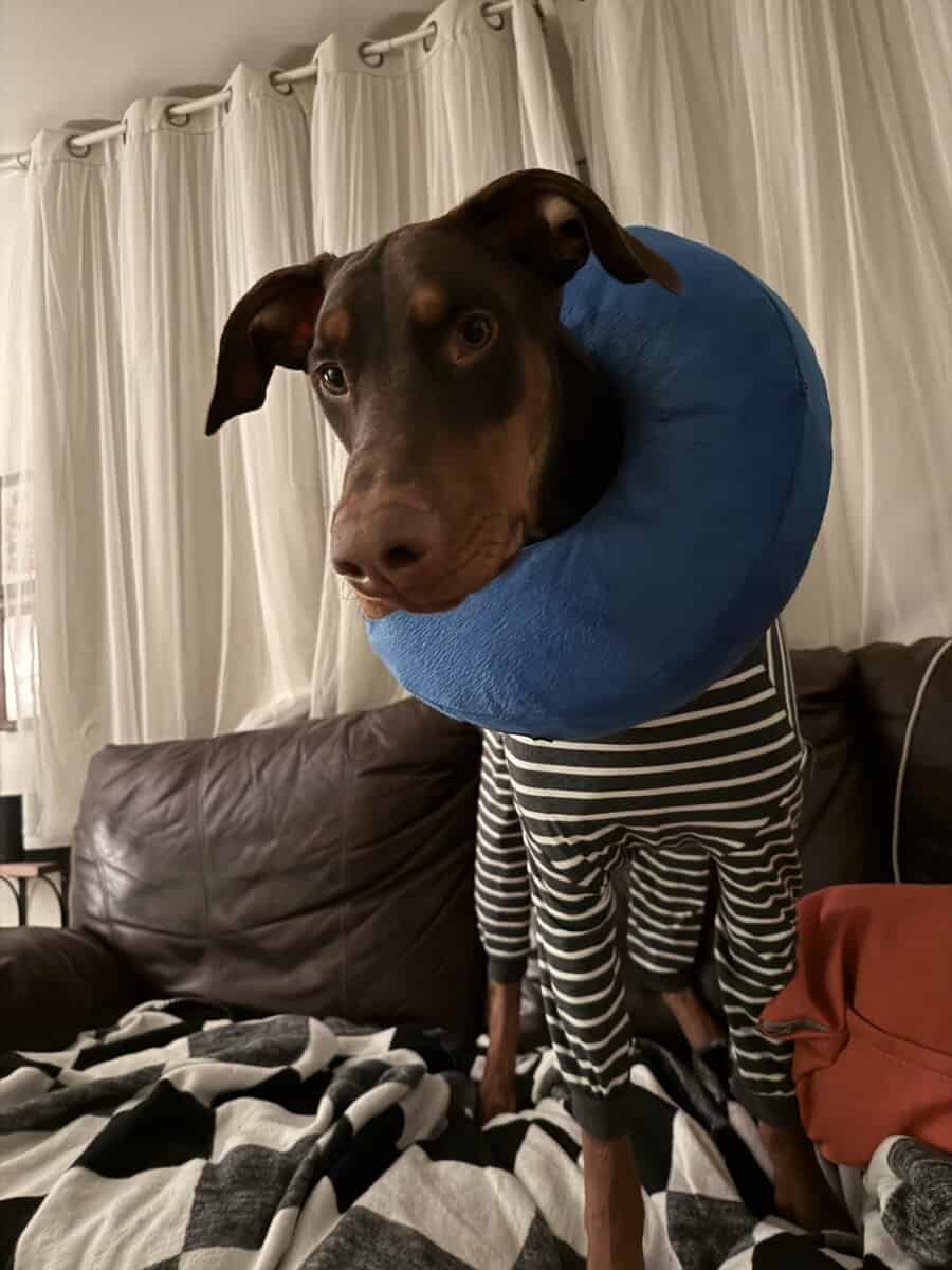 Rehome sweet Doberman image 7