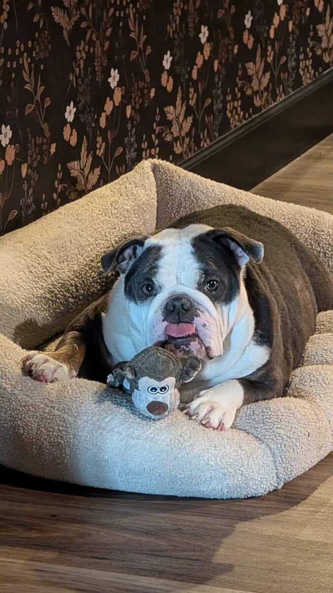 Loveable English Bulldog Companion image 3