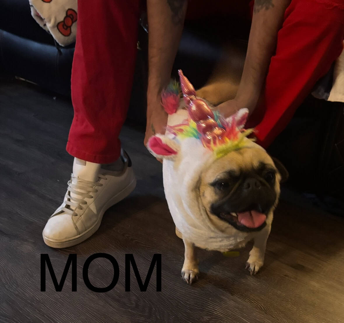 PUG PUPPIES!! image 20