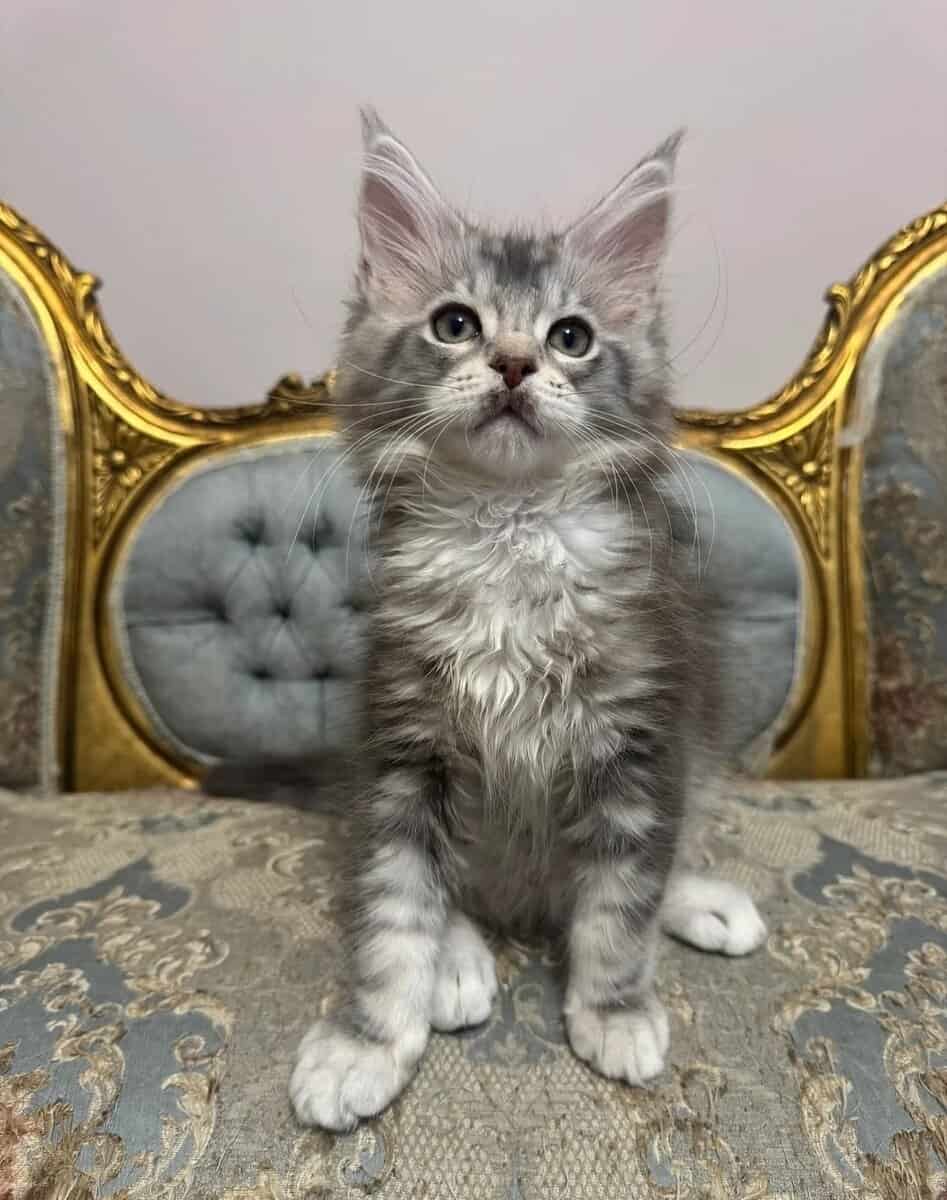 ✅#2 Maine Coon Kittens – Active TICA Reg for sale image 2