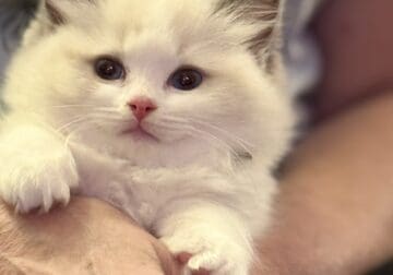 Available Blue Point Bicolor Ragdoll Kittens