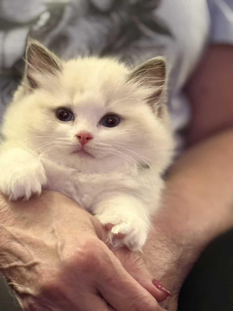 Available Blue Point Bicolor Ragdoll Kittens image 1