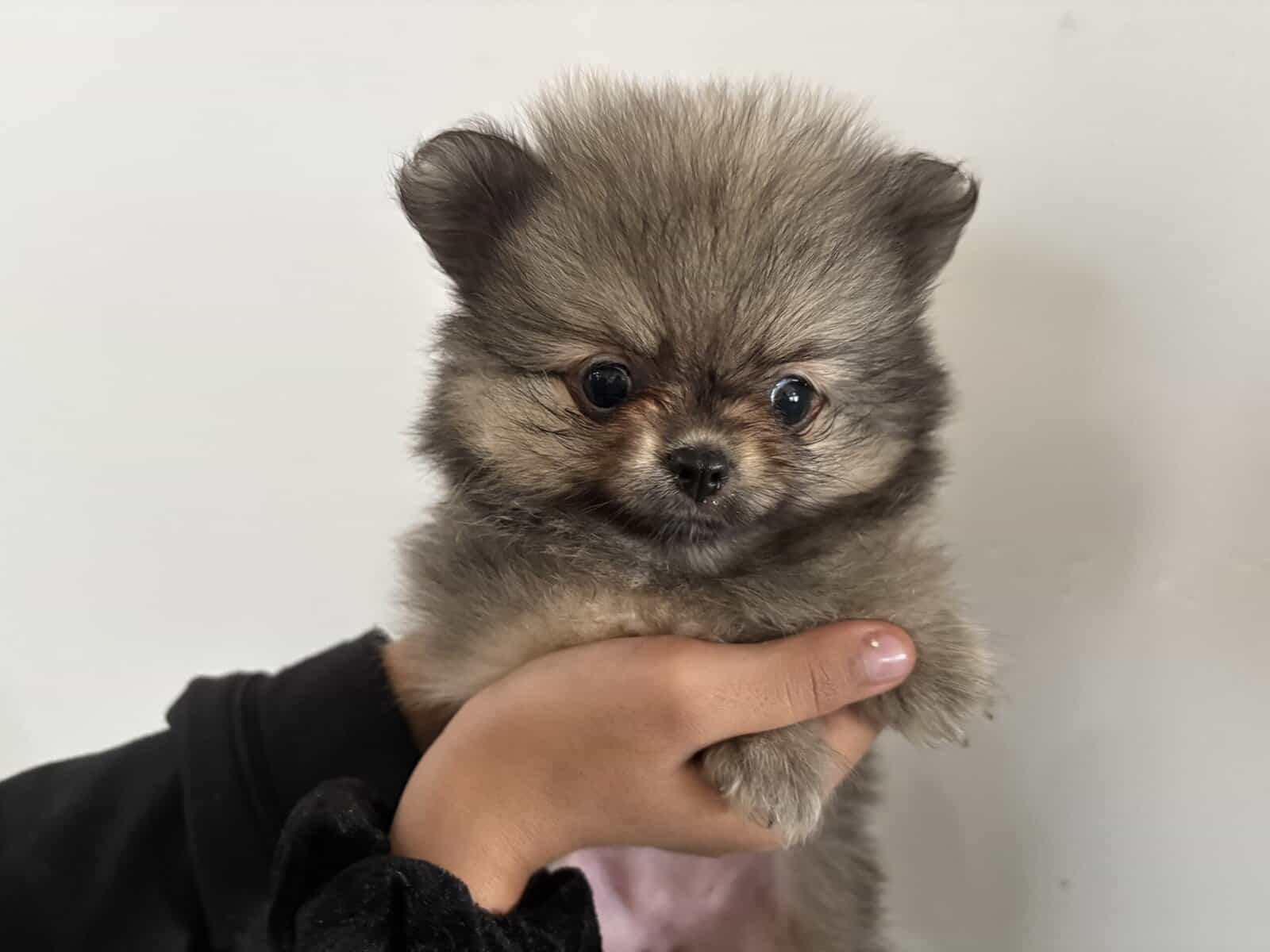 Pomeranian pups image 10