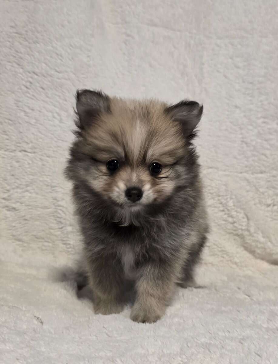 Pomeranian puppies image 2