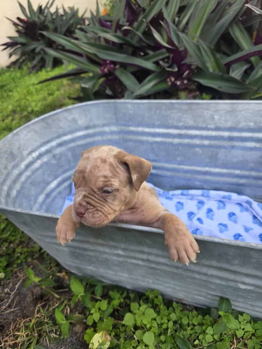 Bully puppies image 4