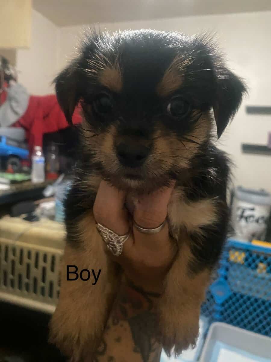 Yorkie image 1