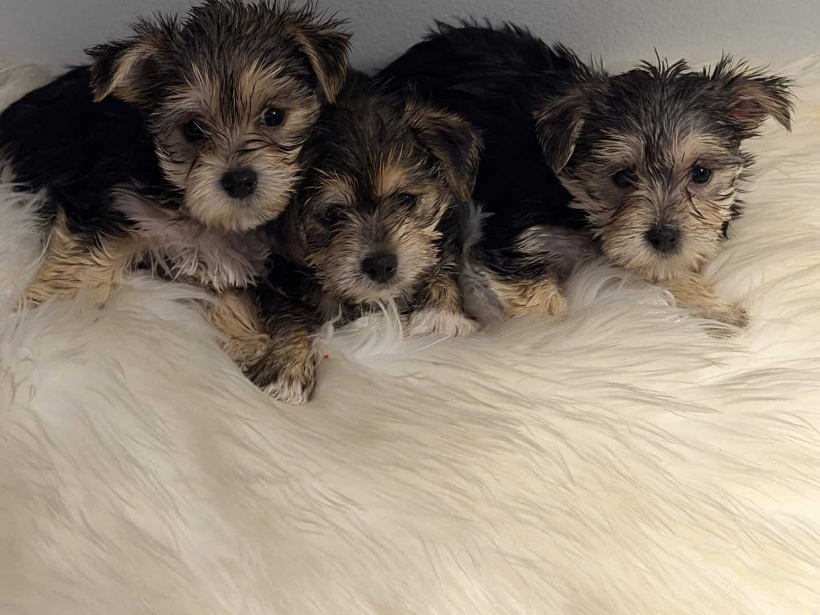 Playful Morkie Babies (Puppies) image 9