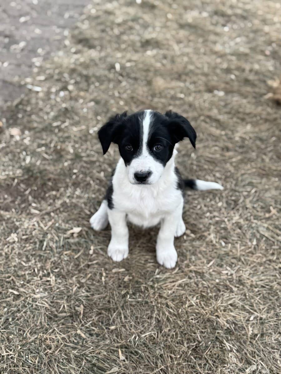 Family and Farm Puppies image 2