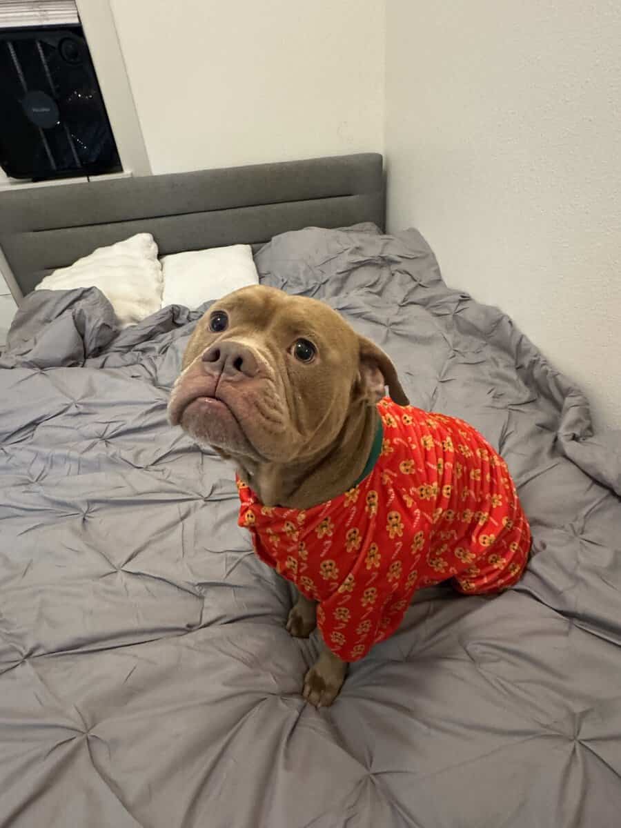 bully mastiff image 5