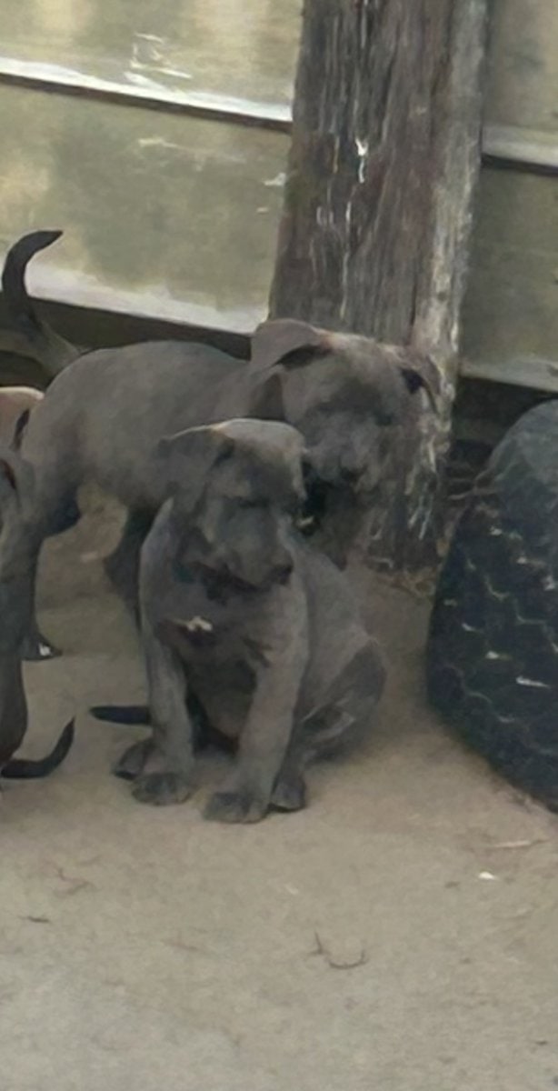 Free puppies image 1