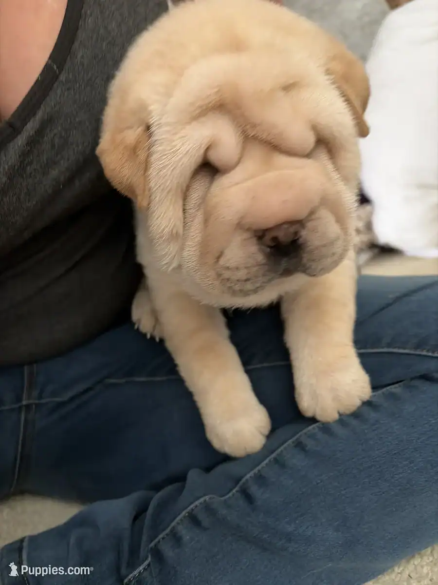 Chinese Shar-pei image 3